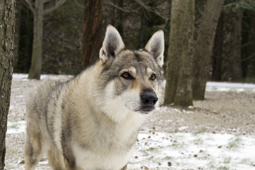 Is It Responsible to Breed or Buy Wolf Dog Hybrids? Read Before You Do ...