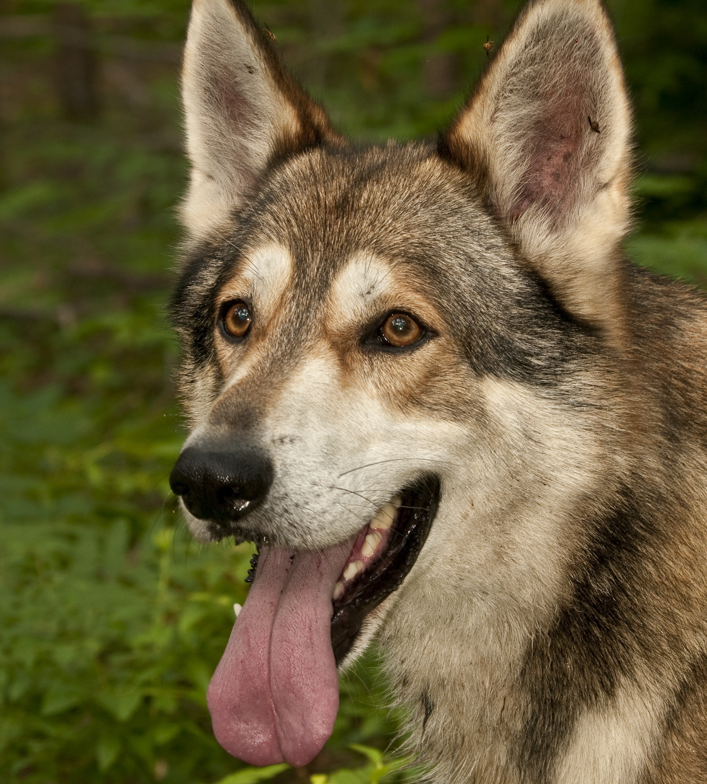 wolf type dog