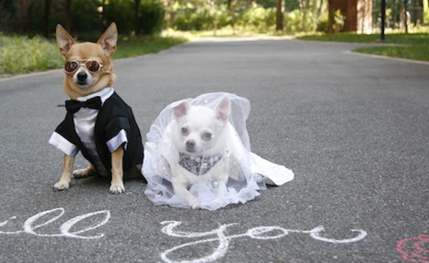 Did Your Dog Get Married? Or Take Part in Your Ceremony? 'The Dog