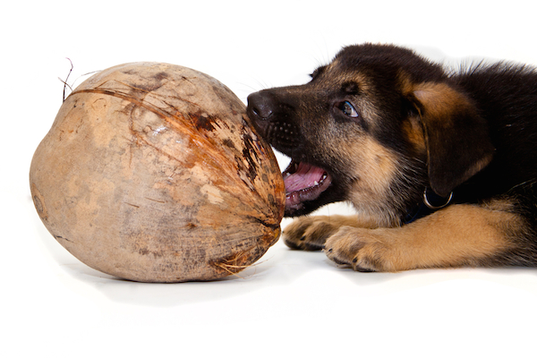 Using Coconut Oil For A Dog S Itchy Skin