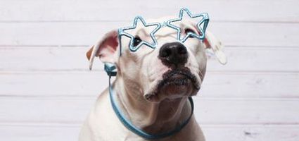 Check Out These Pit Bulls Wearing Glasses for the #Pittie2020 Campaign
