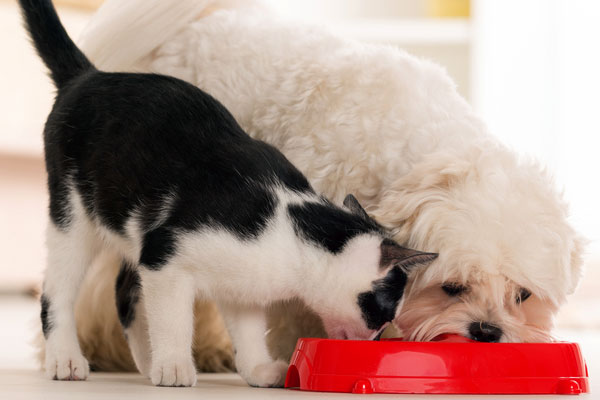 can small dogs eat cat food