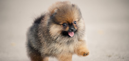 types of miniature dogs