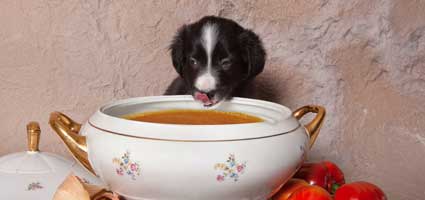 Puppy Soup Hero 