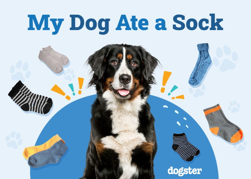 My Dog Ate a Sock What Should I Do 4 Vet Approved Steps Dogster