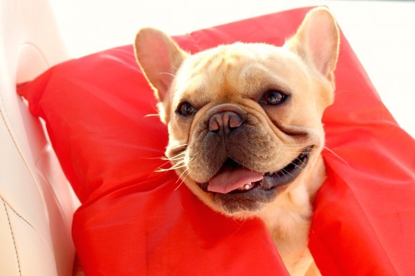 Louie, dog french bulldog - Dog and Cat Photo Contest