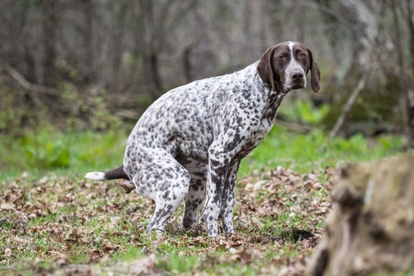what causes a dog to eat its own poop