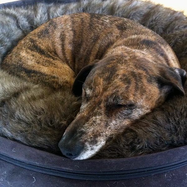 Here's Why Your Dog Digs In Her Bed Before Lying Down - DodoWell - The Dodo
