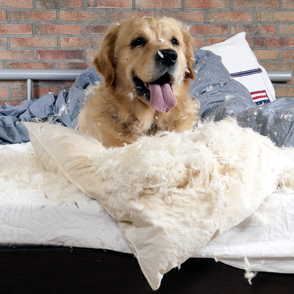 Why Do Dogs Dig in Their Beds?