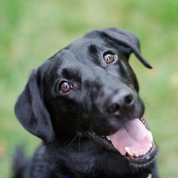 pictures of cute black dogs