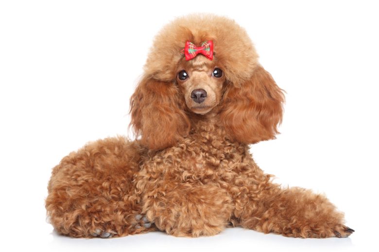 where can i get a toy poodle