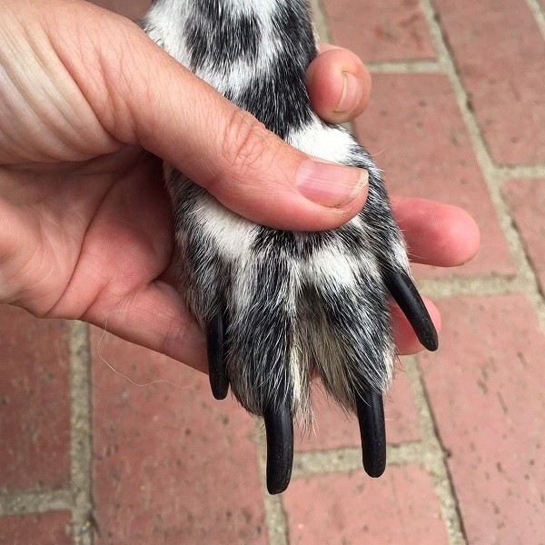 dog black nail