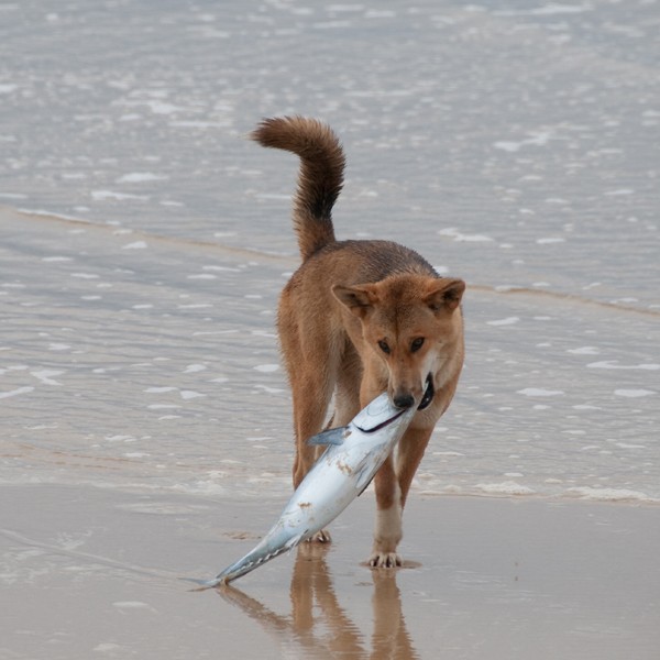 fish good for dogs