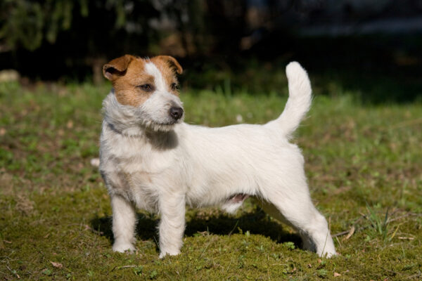 small short legged terrier