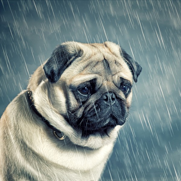 Afbeeldingsresultaat voor dog waiting in rain"