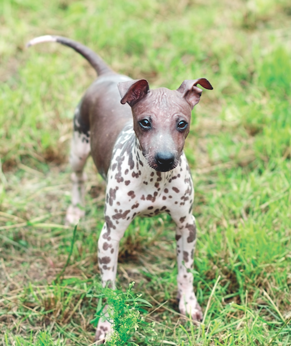 american hairless terrier for sale near me