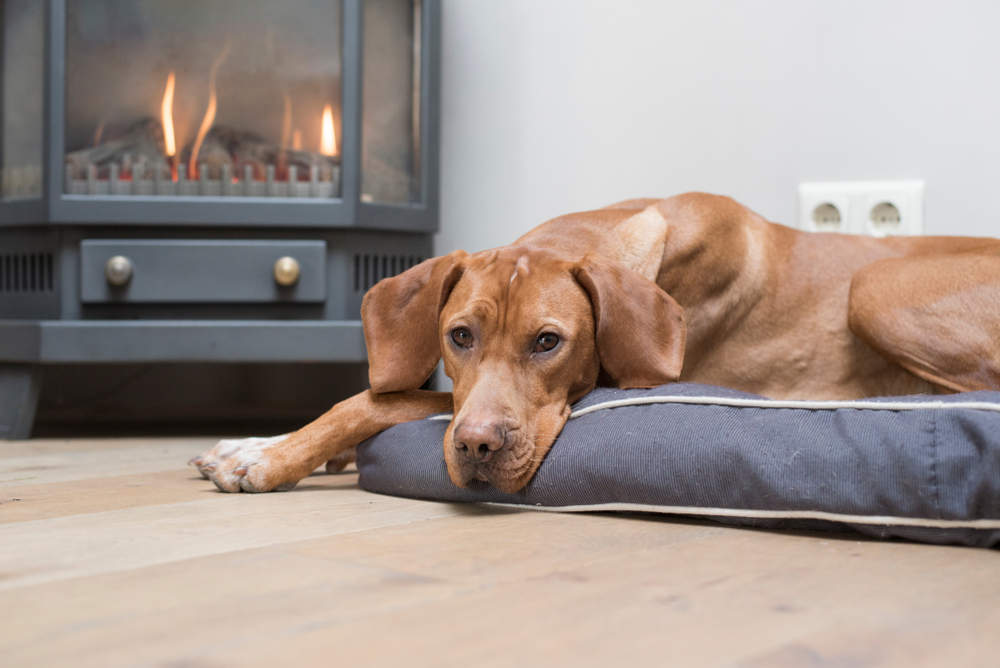 Vizsla sleeping on dog bed in front of fireplace