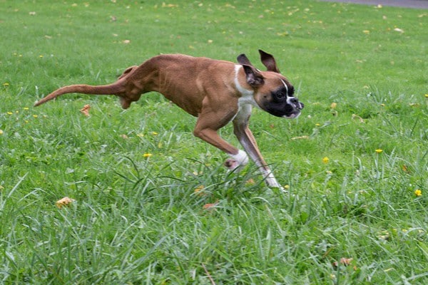 Duncan the Two-Legged Boxer Dies, Comes 