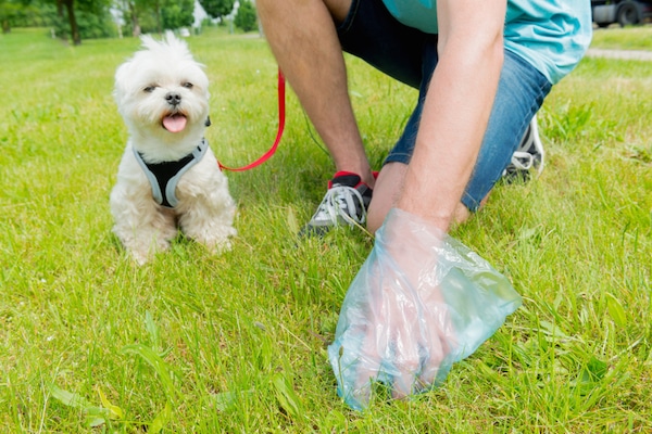 dog poop cleaning service near me