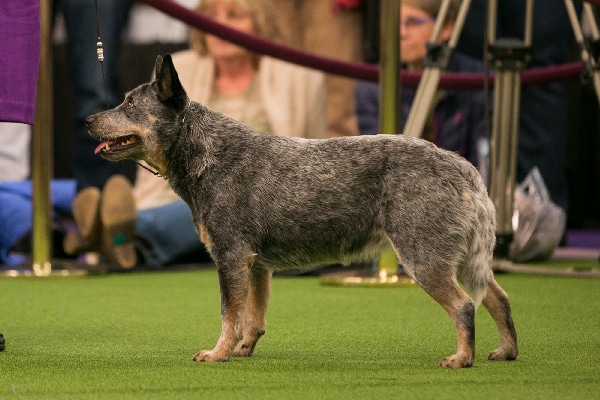 cattle dog breeds with pictures