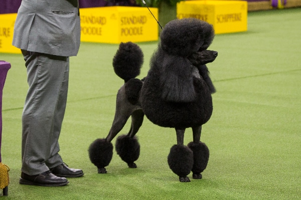 large poodle