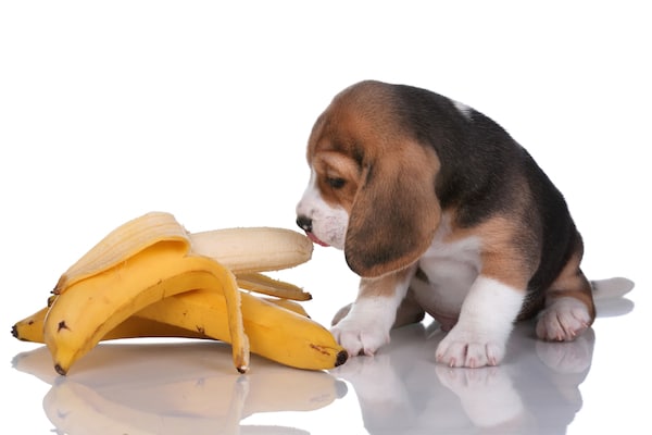 what can puppies eat
