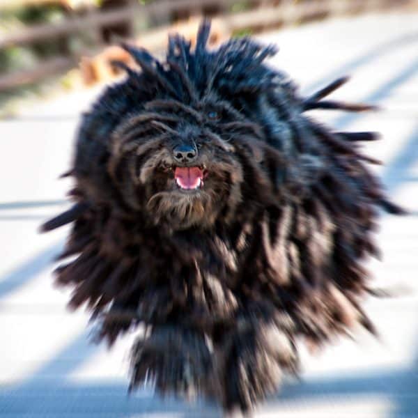 Dogs with Dreads: A Survey of Mop Dog 