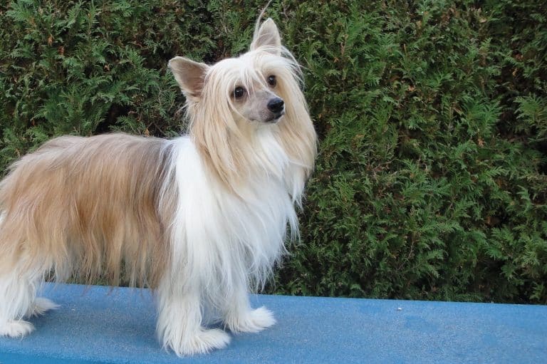 chinese crested dog breed dogs