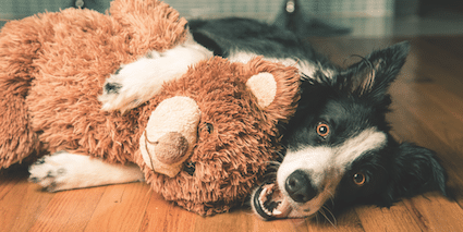 dog loves stuffed animal