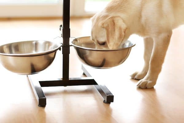 Is “Real Meat” Healthier for Dogs Than Meat Meal?