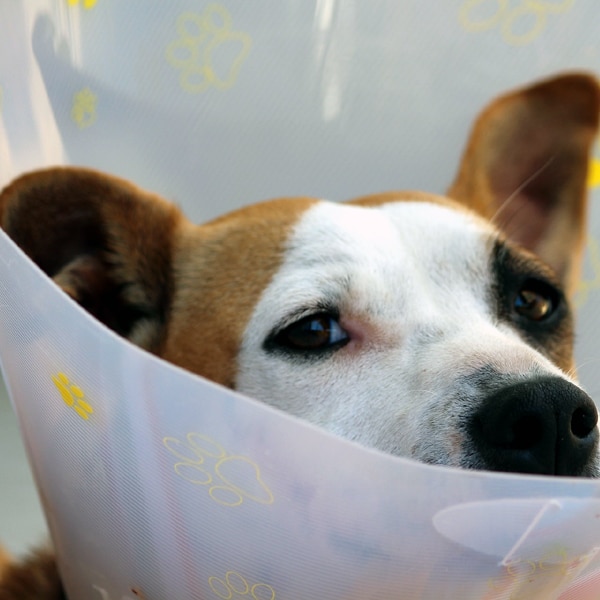 dog protective head cone
