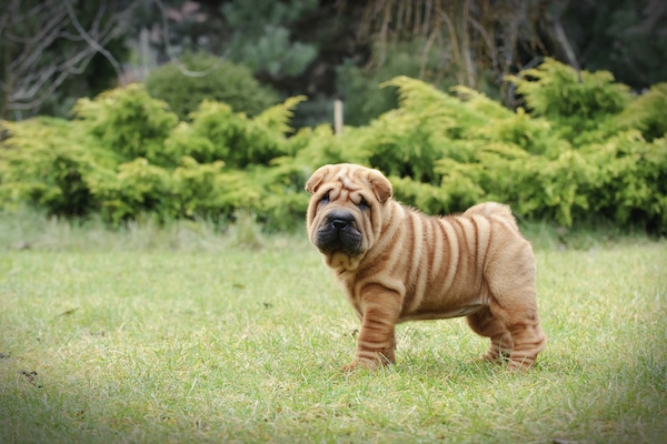 dogs that have a lot of wrinkles