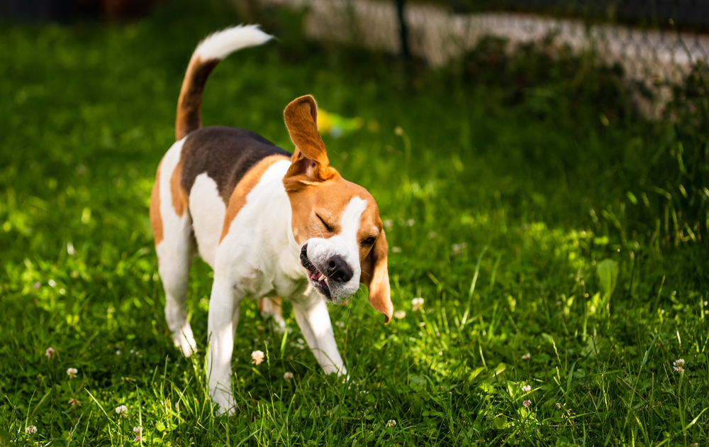 Beagle shaking outdoors