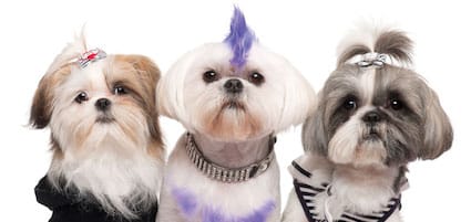 10 Things You Need To Know About The Shih Tzu Dog Breed