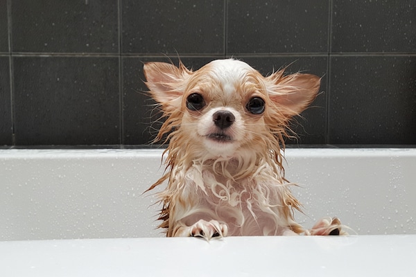 shampoo in dog's eye
