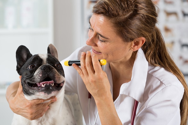 non prescription ear drops for dogs
