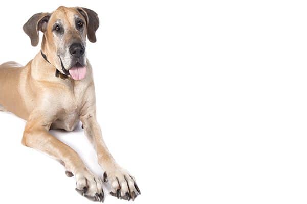 fun facts about great danes