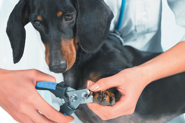 dog nail cutting service
