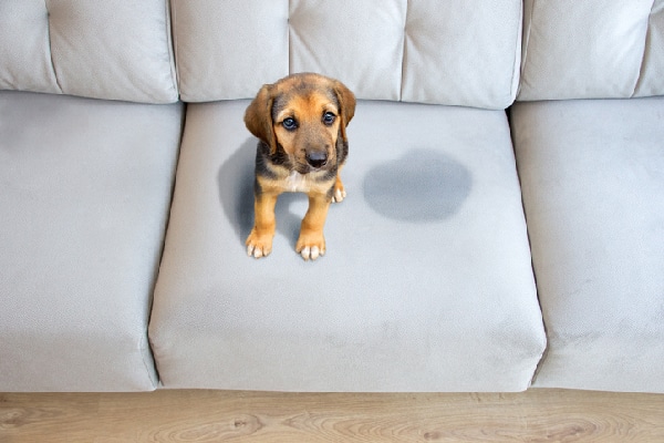 Dog Peeing in the House? What to Know 