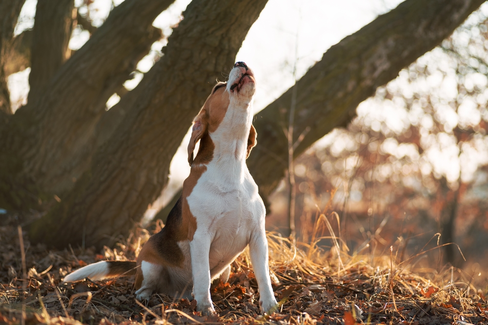 Howling Beagle Dog