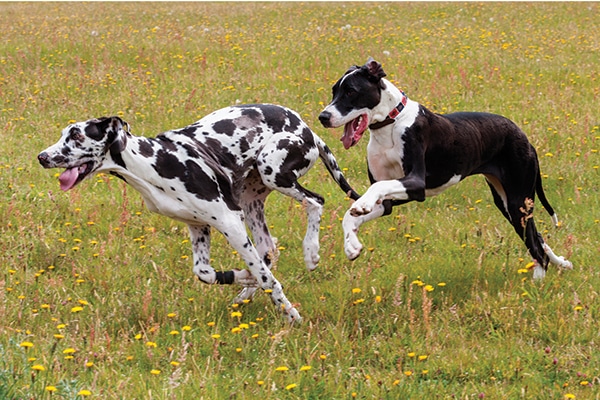 fun facts about great danes