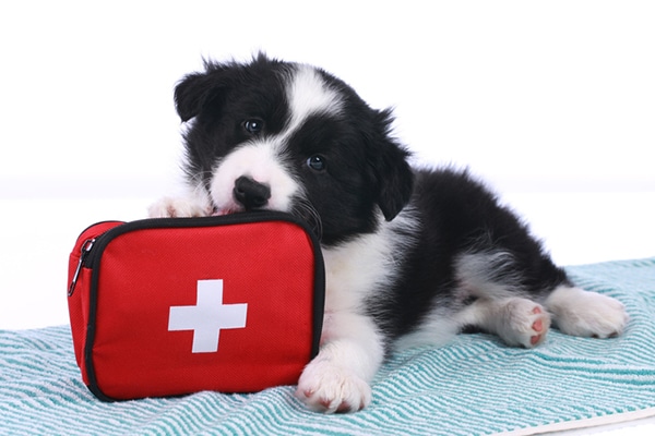 emergency dog vet