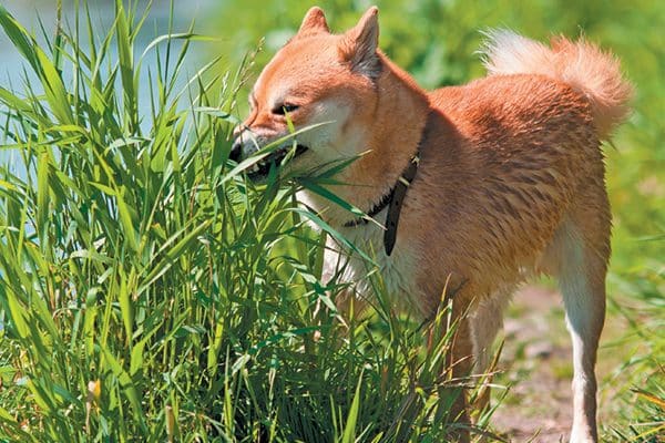 how do dogs know what grass to eat