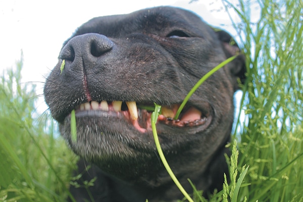 how do dogs know what grass to eat