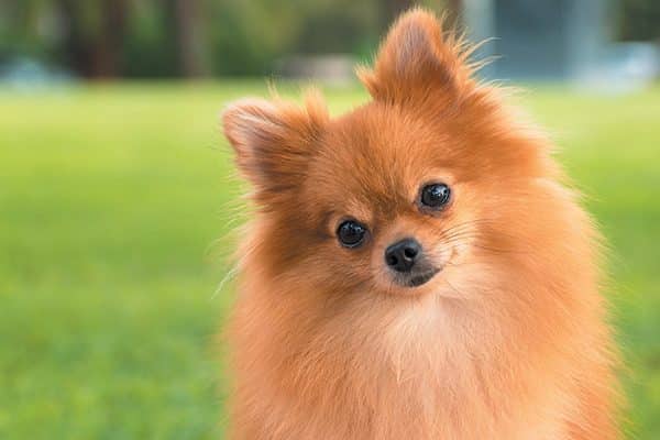 very small dog breeds