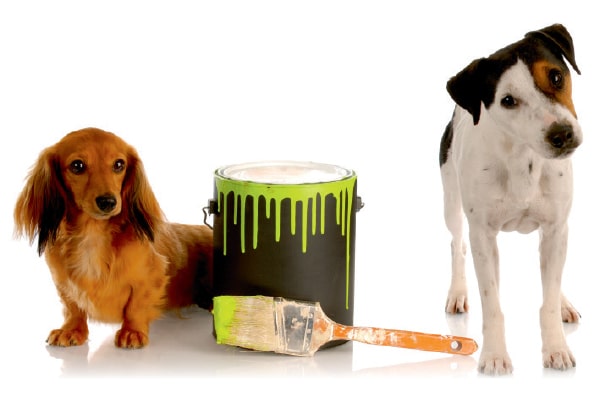 Pet-Safe Paints That Aren't Toxic 