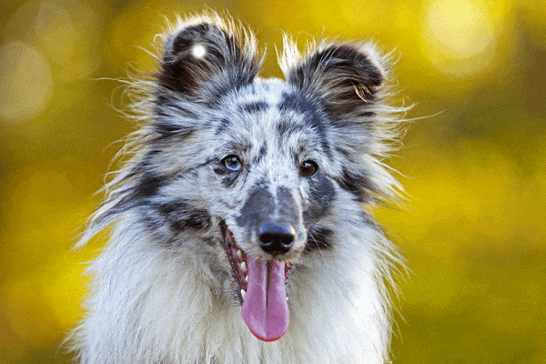double merle collie
