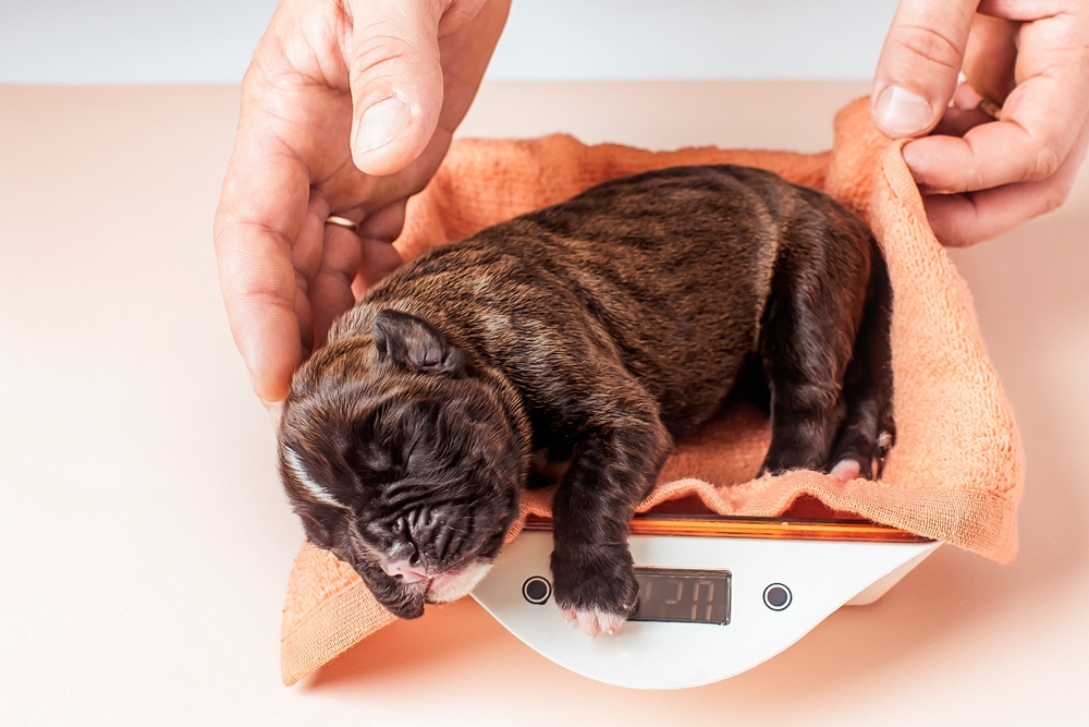 Man weighing a newborn puppy on scales