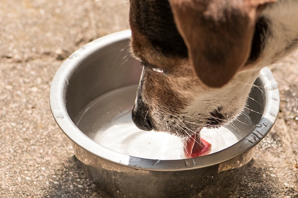 how can i get my dog to drink water