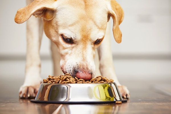 what spices can dogs eat